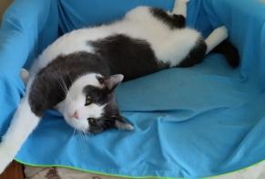 Vermisstmeldung Katze Männliche , 5 jahre Saint-Vincent-sur-Jard Frankreich