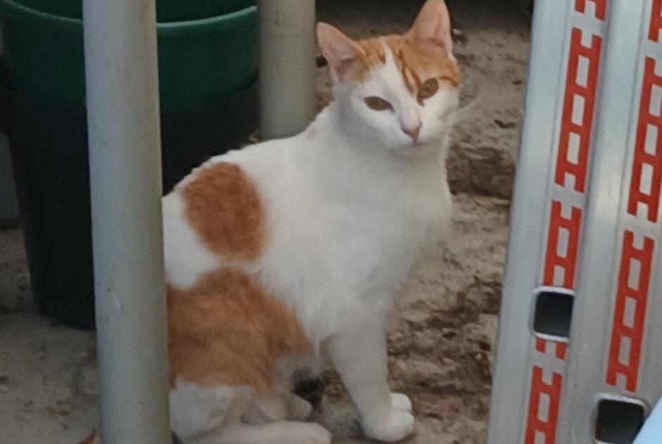 Fundmeldung Katze Unbekannt Questembert Frankreich