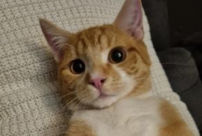 Vermisstmeldung Katze Männliche , 2 jahre Montdidier Frankreich