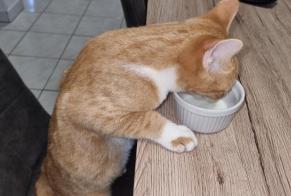 Vermisstmeldung Katze Männliche , 2 jahre Montdidier Frankreich