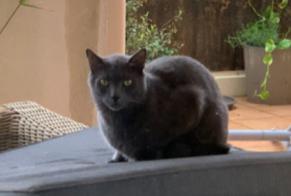 Vermisstmeldung Katze Männliche , 6 jahre Rocbaron Frankreich