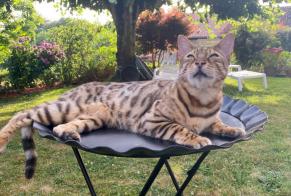 Vermisstmeldung Katze  Männliche , 9 jahre Saint-Gence Frankreich