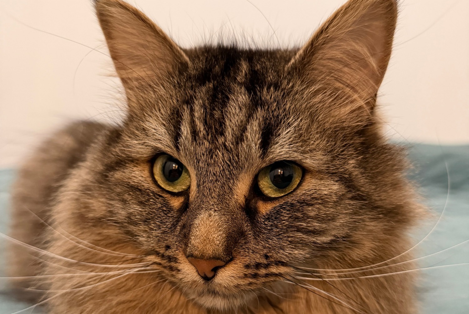 Vermisstmeldung Katze rassenmischung Männliche , 6 jahre Bourgoin-Jallieu Frankreich
