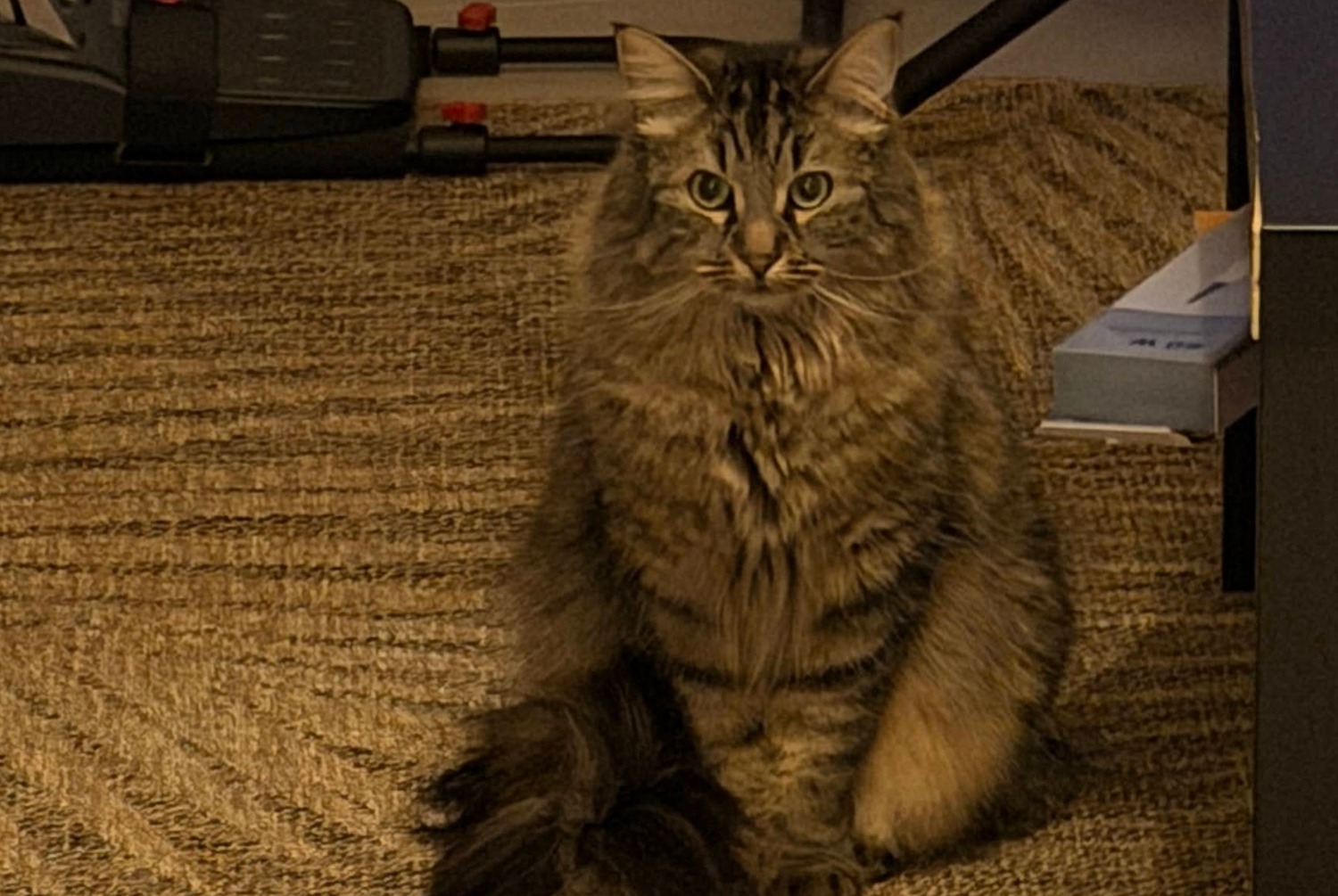 Vermisstmeldung Katze rassenmischung Männliche , 6 jahre Bourgoin-Jallieu Frankreich