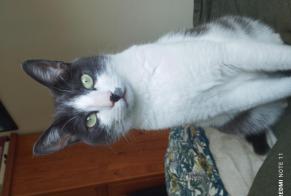 Vermisstmeldung Katze Weiblich , 2 jahre Mettray Frankreich