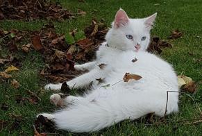 Vermisstmeldung Katze rassenmischung Männliche , 8 jahre Vincey Frankreich