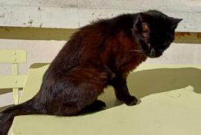Vermisstmeldung Katze Männliche , 19 jahre Ouistreham Frankreich
