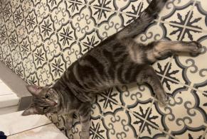Vermisstmeldung Katze rassenmischung Weiblich , 1 jahre Blois Frankreich