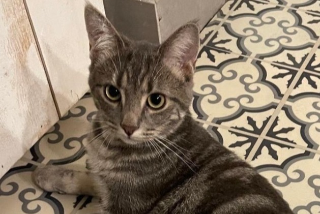 Vermisstmeldung Katze rassenmischung Weiblich , 1 jahre Blois Frankreich