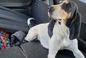 Fundmeldung Hund Unbekannt Rontalon Frankreich
