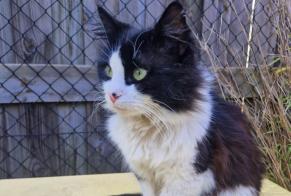 Vermisstmeldung Katze  Männliche , 5 jahre Préveranges Frankreich