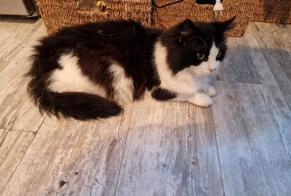 Vermisstmeldung Katze  Männliche , 5 jahre Préveranges Frankreich