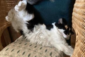 Vermisstmeldung Katze Weiblich , 1 jahre Sougères-en-Puisaye Frankreich