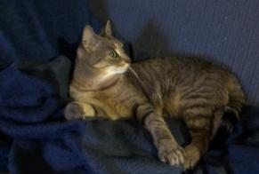 Vermisstmeldung Katze rassenmischung Weiblich , 5 jahre Bagnoles de l'Orne Normandie Frankreich