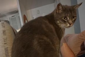 Vermisstmeldung Katze Männliche , 9 jahre Nandy Frankreich