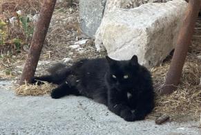 Vermisstmeldung Katze Männliche , 9 jahre Jarnac Frankreich