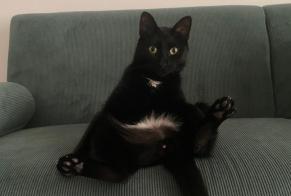 Vermisstmeldung Katze Männliche , 2 jahre Nemours Frankreich