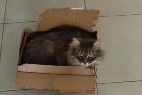 Vermisstmeldung Katze  Männliche , 3 jahre Vourles Frankreich