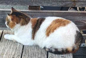 Vermisstmeldung Katze Weiblich , 8 jahre Argonay Frankreich