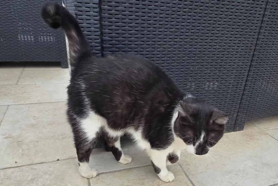 Vermisstmeldung Katze Männliche , 6 jahre Larressore Frankreich