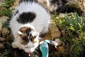 Vermisstmeldung Katze rassenmischung Männliche , 15 jahre Montry Frankreich