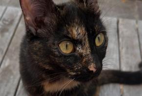 Vermisstmeldung Katze Weiblich , 1 jahre L'Aiguillon-la-Presqu'île Frankreich