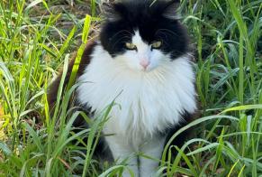 Vermisstmeldung Katze rassenmischung Männliche , 5 jahre Aigrefeuille Frankreich