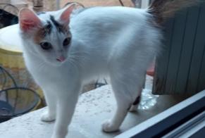 Fundmeldung Katze Weiblich Auch Frankreich