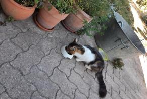 Fundmeldung Katze rassenmischung Unbekannt Danizy Frankreich