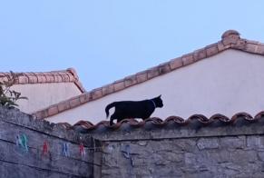 Vermisstmeldung Katze Männliche , 6 jahre Marsilly Frankreich