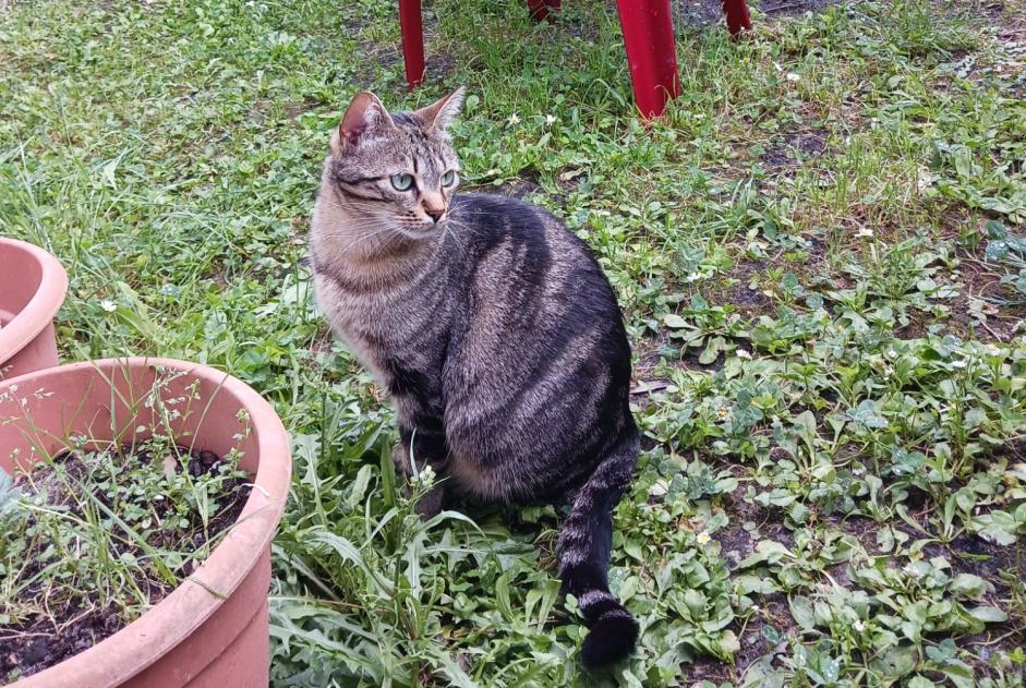 Vermisstmeldung Katze Weiblich , 2 jahre Coutras Frankreich