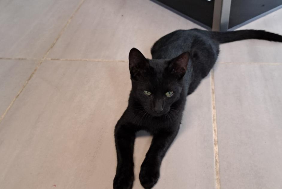 Fundmeldung Katze Unbekannt Osny Frankreich