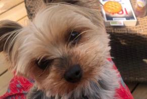 Vermisstmeldung Hund  Weiblich , 6 jahre Pleslin-Trigavou Frankreich