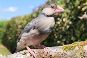 Vermisstmeldung Vogel Weiblich , 2026 jahre Val-Couesnon Frankreich