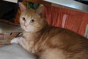 Vermisstmeldung Katze  Männliche , 3 jahre Chilly-Mazarin Frankreich