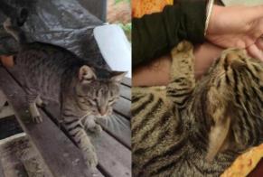 Vermisstmeldung Katze Männliche , 8 jahre Talence Frankreich