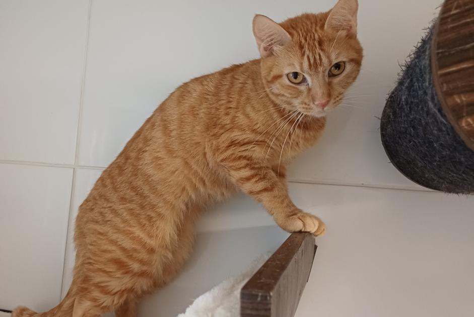 Vermisstmeldung Katze Weiblich , 1 jahre Annecy Frankreich