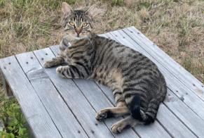 Fundmeldung Katze Männliche Sermesse Frankreich