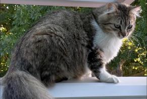Vermisstmeldung Katze rassenmischung Weiblich , 2 jahre Quesnoy-sur-Deûle Frankreich