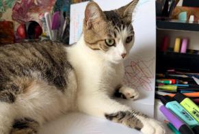 Vermisstmeldung Katze  Weiblich , 1 jahre Meulan-en-Yvelines Frankreich