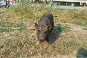 Fundmeldung Andere Cochon Weiblich Briennon Frankreich