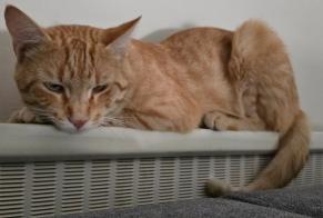 Vermisstmeldung Katze rassenmischung Männliche , 1 jahre Saint-Pierre-du-Mont Frankreich