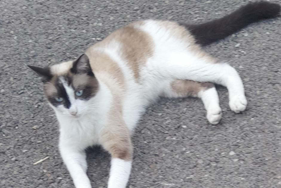 Fundmeldung Katze rassenmischung Weiblich Uzès Frankreich