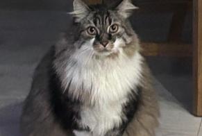 Vermisstmeldung Katze Männliche , 9 jahre Saint-Denis-de-Pile Frankreich