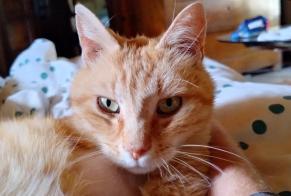 Vermisstmeldung Katze Männliche , 6 jahre Sablières Frankreich