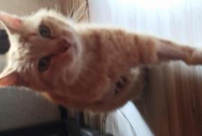 Vermisstmeldung Katze Männliche , 6 jahre Sablières Frankreich