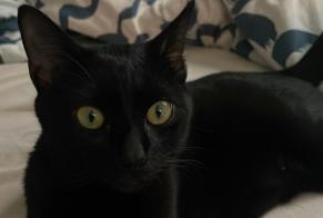 Vermisstmeldung Katze  Männliche , 2 jahre Montpellier Frankreich