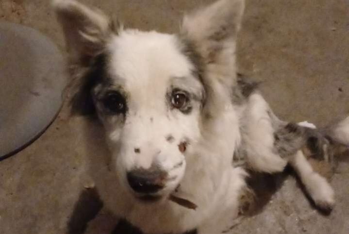 Fundmeldung Hund Unbekannt Le Bouchet-Saint-Nicolas Frankreich