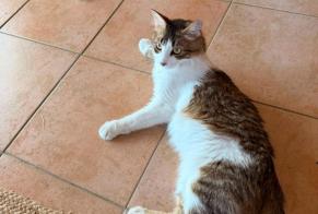 Fundmeldung Katze rassenmischung Männliche Montpellier Frankreich