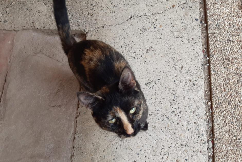 Vermisstmeldung Katze  Weiblich , 7 jahre Niederschaeffolsheim Frankreich